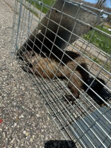 Animal Removal Fowlerville